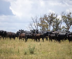 Rural / Farming commercial property sold at 1590 Old Armidale Road Guyra NSW 2365