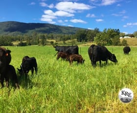 Rural / Farming commercial property for sale at Lot 48 Back Creek Road Kyogle NSW 2474