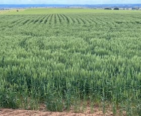 Rural / Farming commercial property sold at 2941 Roma - Taroom Road Roma QLD 4455