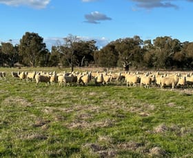 Rural / Farming commercial property for sale at 5413 Muttama Road Cootamundra NSW 2590