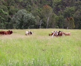 Rural / Farming commercial property for sale at "Twin Creeks" 1472 Twin Creeks Road Yarrol QLD 4630