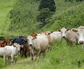 Rural / Farming commercial property sold at 26 Hayters Road Natural Bridge QLD 4211