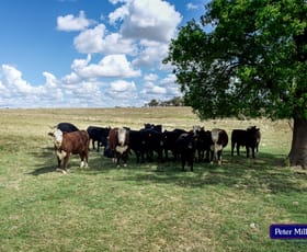 Rural / Farming commercial property sold at 11 Karoo Lane Wellington NSW 2820