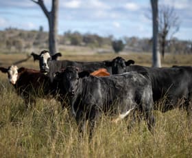 Rural / Farming commercial property for sale at 5309 Thunderbolts Way Abington NSW 2350