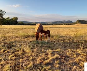 Rural / Farming commercial property for sale at Baradine Road Coonabarabran NSW 2357