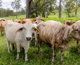 Rural / Farming commercial property for sale at 0 Tunnel Road Wonbah QLD 4671