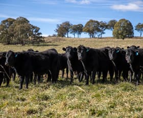 Rural / Farming commercial property sold at 217 Summers Road Maybole NSW 2365