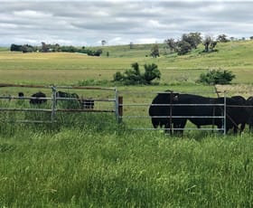 Rural / Farming commercial property for sale at 4397 Mitchell Highway Orange NSW 2800