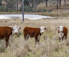 Rural / Farming commercial property sold at 4813 Killarney Gap Road Narrabri NSW 2390