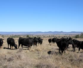 Rural / Farming commercial property sold at 356 Nooroo Road Bingara NSW 2404