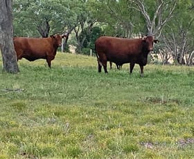 Rural / Farming commercial property sold at Hillside Ruhle Road Mount Tyson QLD 4356