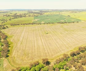 Rural / Farming commercial property for sale at 1089 Henry Lawson Way Young NSW 2594