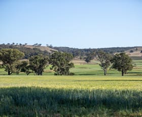Rural / Farming commercial property for sale at 1717 Lockerbie Road Dunedoo NSW 2844