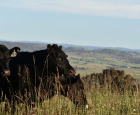 Rural / Farming commercial property sold at Lot 2/831 Ophir Road Bathurst NSW 2795