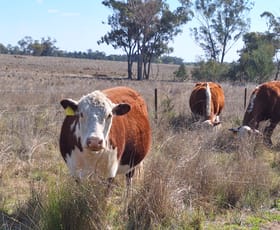 Rural / Farming commercial property for sale at "Koompartoo" 258 Momo Road Tomingley NSW 2869