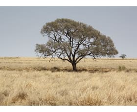 Rural / Farming commercial property sold at 5001 Ilfracombe Aramac Road Ilfracombe QLD 4727