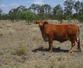 Rural / Farming commercial property sold at 640 ACRES CATTLE GRAZING Jandowae QLD 4410