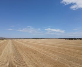 Rural / Farming commercial property for sale at 'Raysons' Section 1 & 28 Eyre Highway Solomon SA 5641