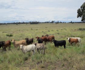 Rural / Farming commercial property for sale at 1347 Acres | Cattle Property Chinchilla QLD 4413
