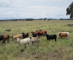 Rural / Farming commercial property sold at 1347 Acres | Cattle Property Chinchilla QLD 4413