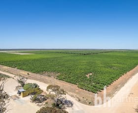 Rural / Farming commercial property for sale at Greenways Road & Heywood Drive Nildottie SA 5238