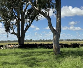 Rural / Farming commercial property for sale at 665 Airport Road Monto QLD 4630