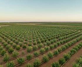 Rural / Farming commercial property for sale at 971 Wilga Road Red Cliffs VIC 3496