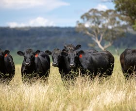 Rural / Farming commercial property sold at 322 Claremont Road Armidale NSW 2350