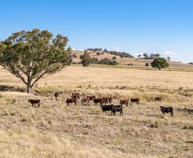 Rural / Farming commercial property for sale at 200 Piersons Road Mangoplah NSW 2652