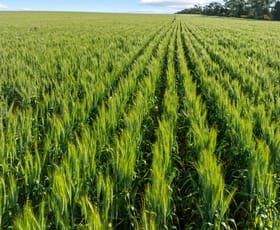Rural / Farming commercial property for sale at 1039 Lone Wilga Road Tottenham NSW 2873