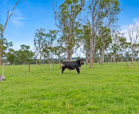 Rural / Farming commercial property for sale at 261 Althaus Road Westbrook QLD 4350
