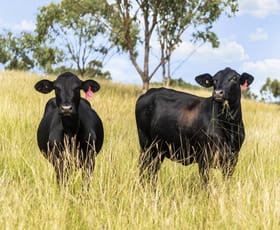 Rural / Farming commercial property sold at 300 Hall Road Forest Springs QLD 4362