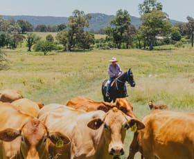 Rural / Farming commercial property for sale at 247 Leeches Gully Road Tenterfield NSW 2372