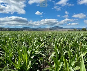 Rural / Farming commercial property for sale at 235 Blackville Road Willow Tree NSW 2339