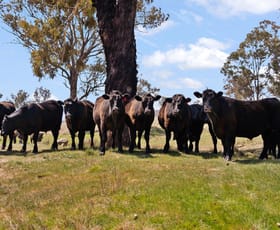 Rural / Farming commercial property sold at 1910 Lagoon Road Bathurst NSW 2795