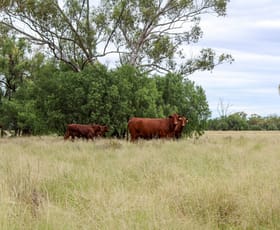 Rural / Farming commercial property for sale at Warrabone Merri Merri Road Carinda NSW 2831