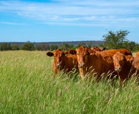 Rural / Farming commercial property sold at 2238 Surat Development Road Surat QLD 4417