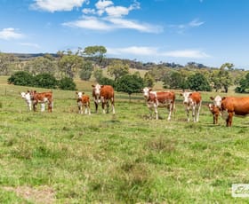 Rural / Farming commercial property for sale at 55 Rosehill Road Metcalfe VIC 3448