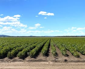 Rural / Farming commercial property for sale at 2703 Clifton Road Gunnedah NSW 2380