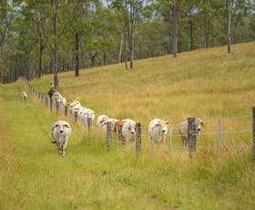 Rural / Farming commercial property sold at 238 Blacksnake Road Black Snake QLD 4600