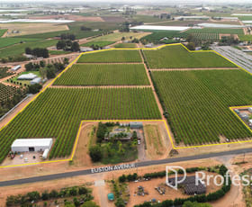 Rural / Farming commercial property for sale at 405 Euston Avenue Red Cliffs VIC 3496