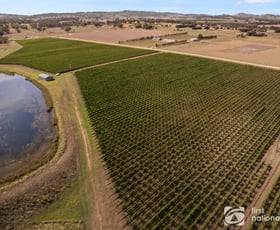 Rural / Farming commercial property for sale at 70 Shiraz Drive Gulgong NSW 2852
