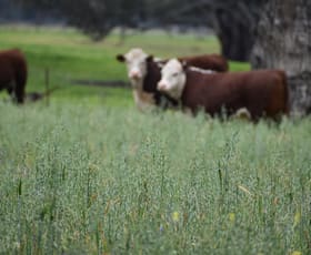 Rural / Farming commercial property sold at " The River Block" 1 Kiacatoo Road Condobolin NSW 2877