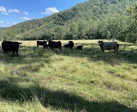 Rural / Farming commercial property for sale at 125 Jasper Creek Road Mount Seaview NSW 2446