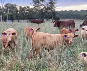 Rural / Farming commercial property for sale at 'Carinya Park' 1158 Warrumbungles Way Coolah NSW 2843