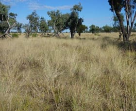 Rural / Farming commercial property for sale at 553 Mitchell Highway Wyandra QLD 4489