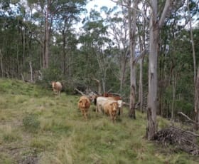 Rural / Farming commercial property for sale at 1465-1563 Billirimba Road Tenterfield NSW 2372