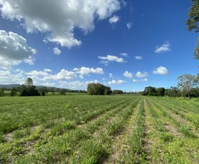 Rural / Farming commercial property for sale at 113 Koumala-Bolingbroke Road Koumala QLD 4738
