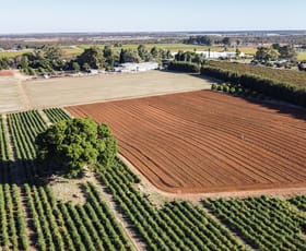 Rural / Farming commercial property for sale at 221B woomera avenue Red Cliffs VIC 3496