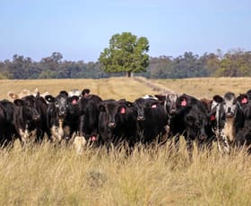 Rural / Farming commercial property sold at Windeena 802 Milpulling Road Balladoran NSW 2822